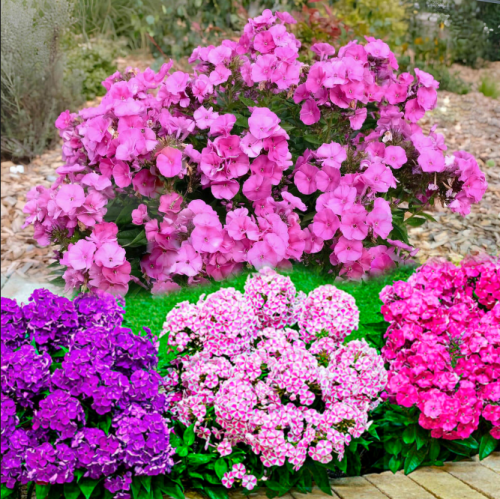 Бамбини Примадонна